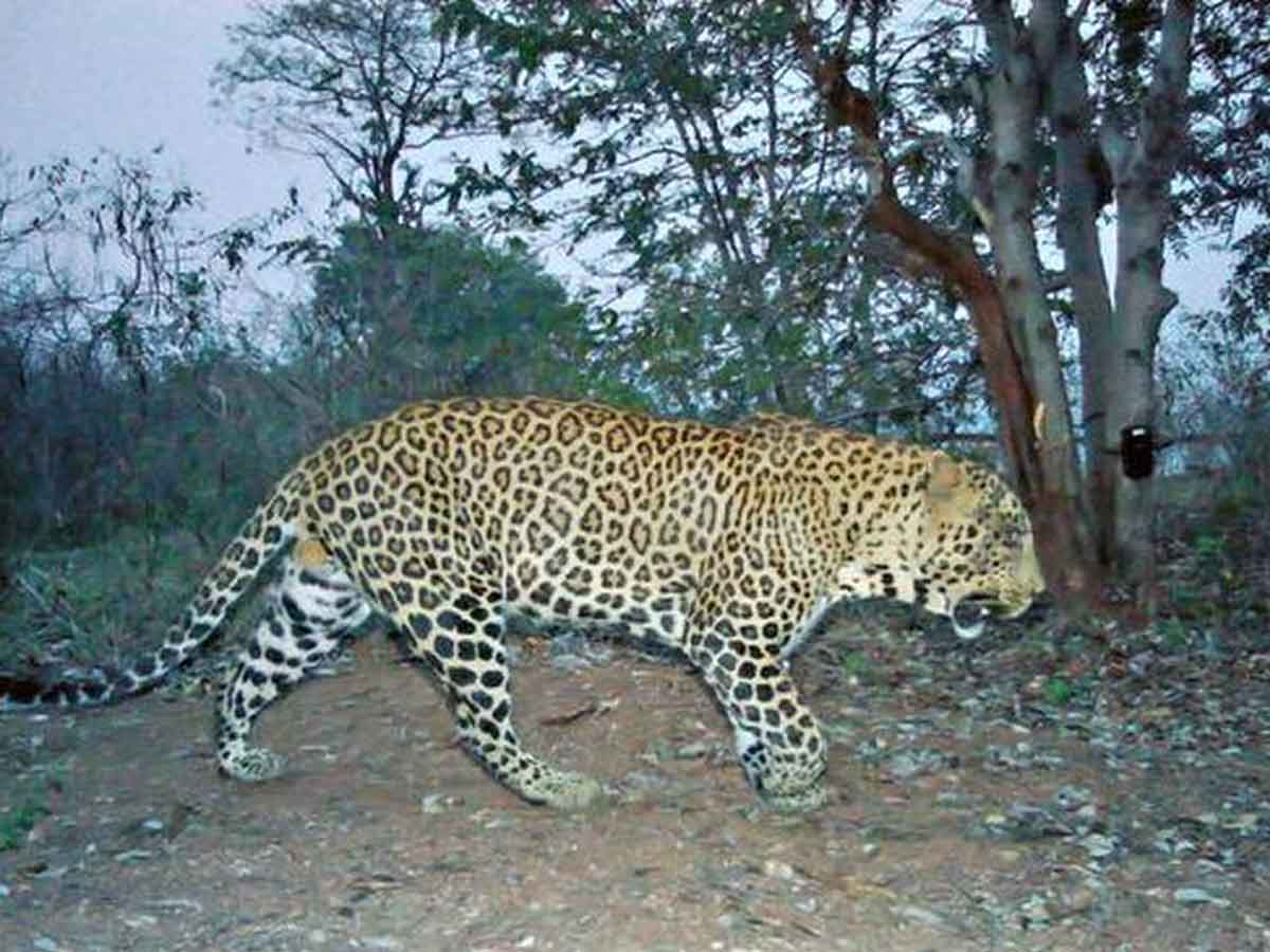 తిరుమల కనుమ దారిలో చిరుత..