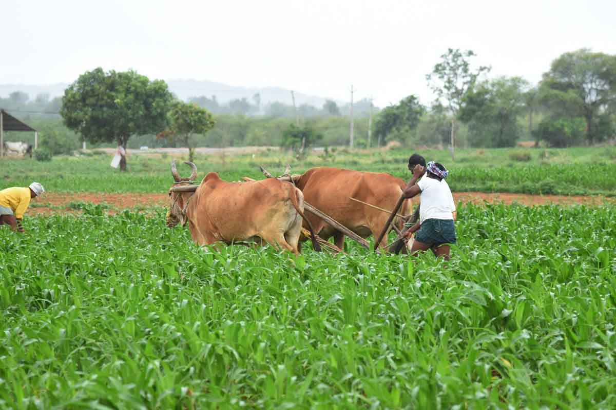రైతుబంధు అదరహో..