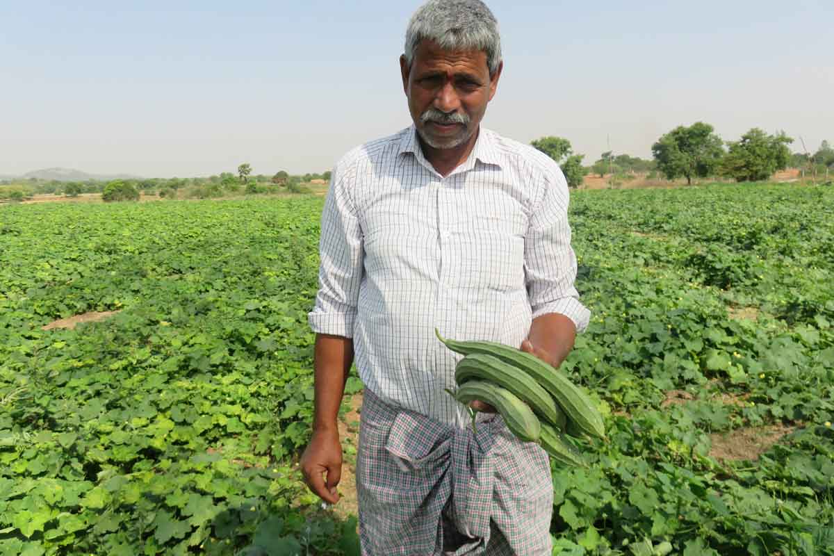 కూరగాయల కొత్తజాల