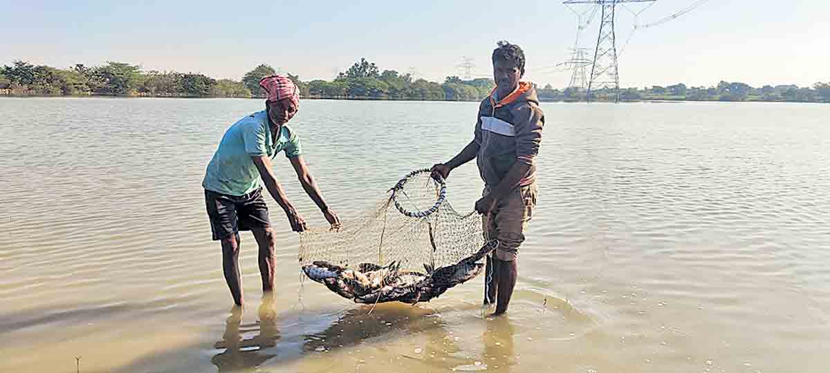 లోకల్‌ చేపలకు భలే గిరాకీ