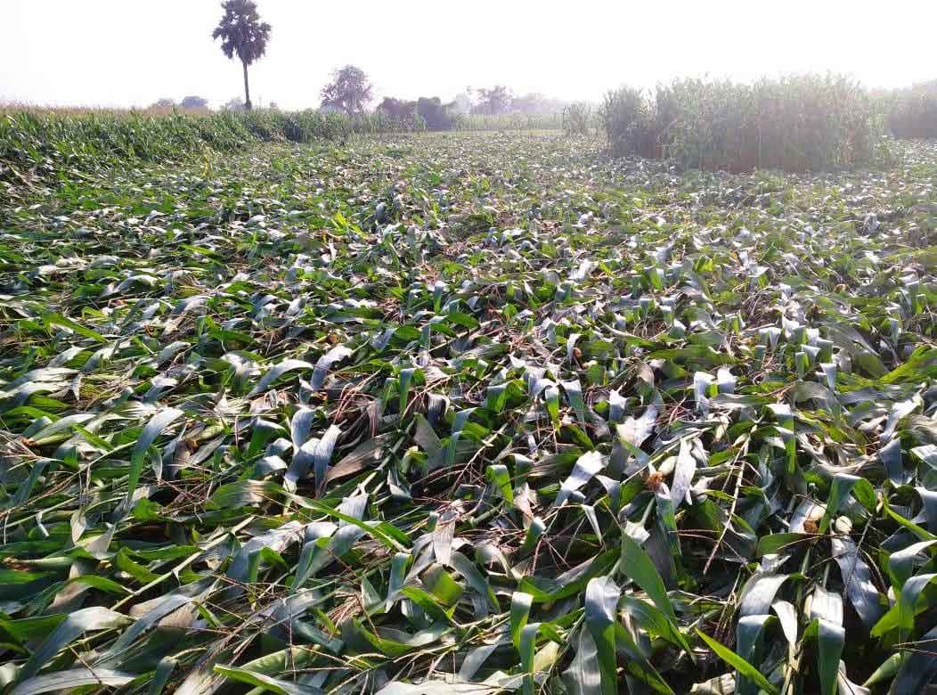 అకాల వర్షం