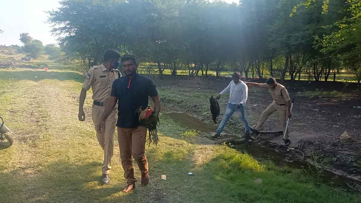 కోడి పందెం స్థావరంపై దాడులు