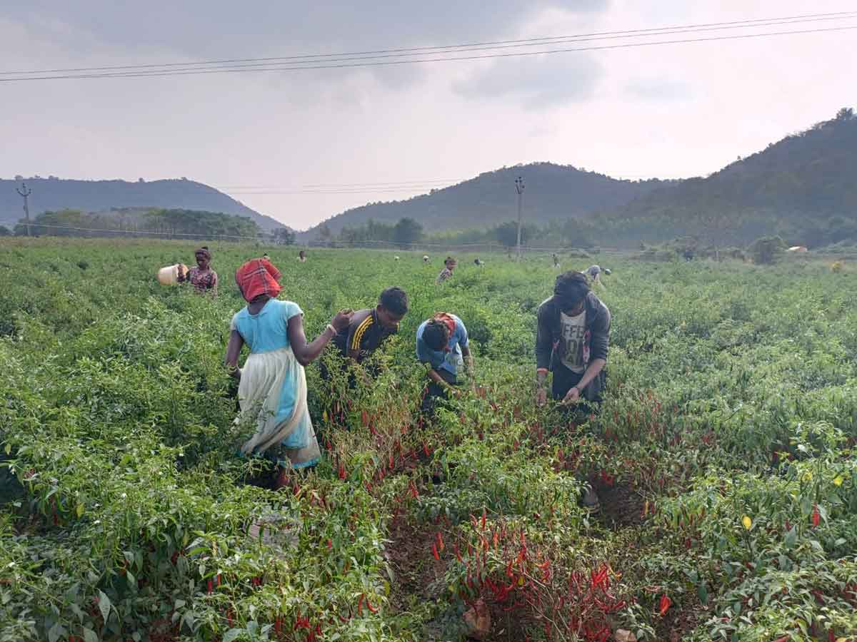 వలస జీవులకు అండ