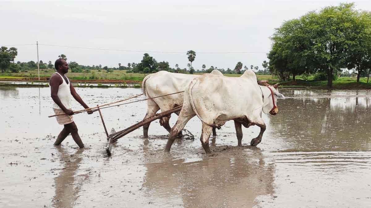 రైతు బీమాతో భరోసా