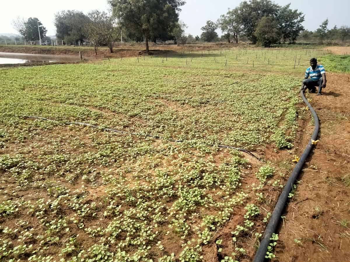 వరిని వదిలి.. ఆకుకూరల సాగు