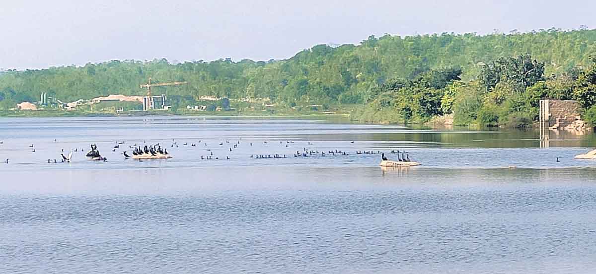 ఉద్యానవన పంటలకు ప్రోత్సాహం