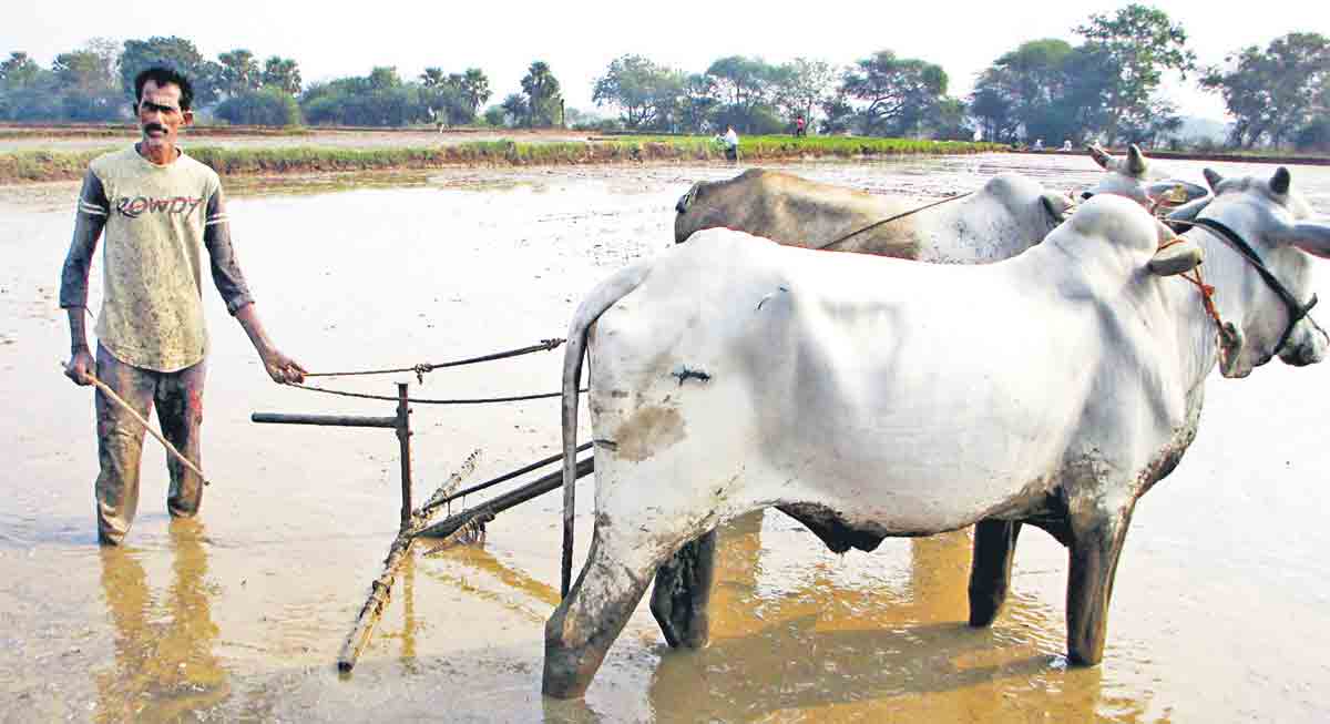 Farmer free of finance | మిత్తి కట్టే లొల్లి లేదు