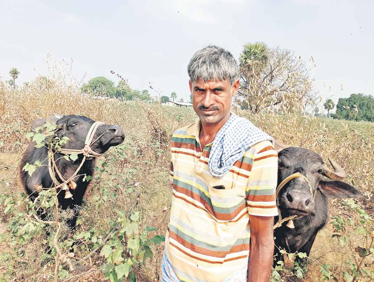 రైతుబంధుతో బర్రెలు కొన్నా