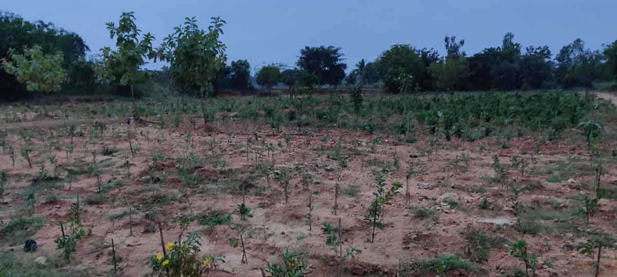 వడివడిగా.. ‘బృహత్‌’ వనాలు