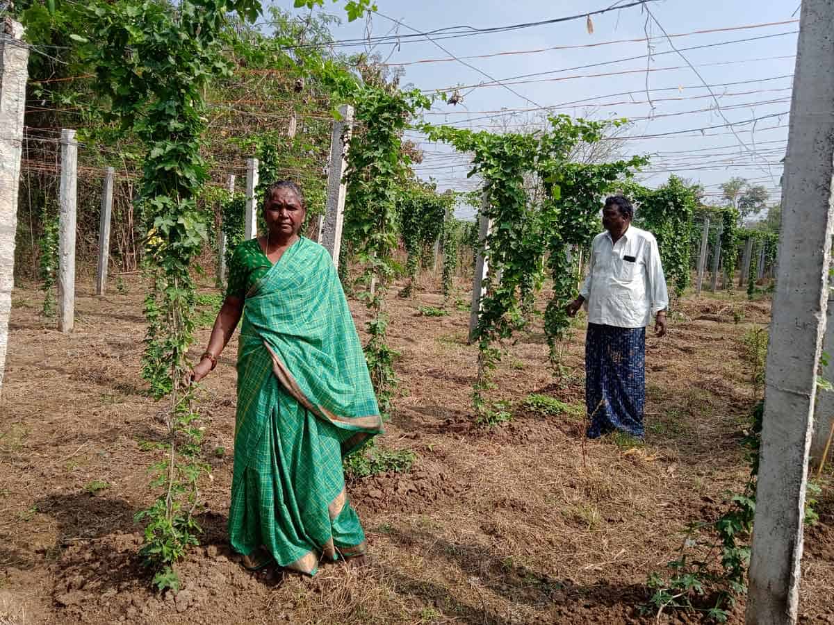 సిమెంట్‌ స్తంభాలు వేయించాం..