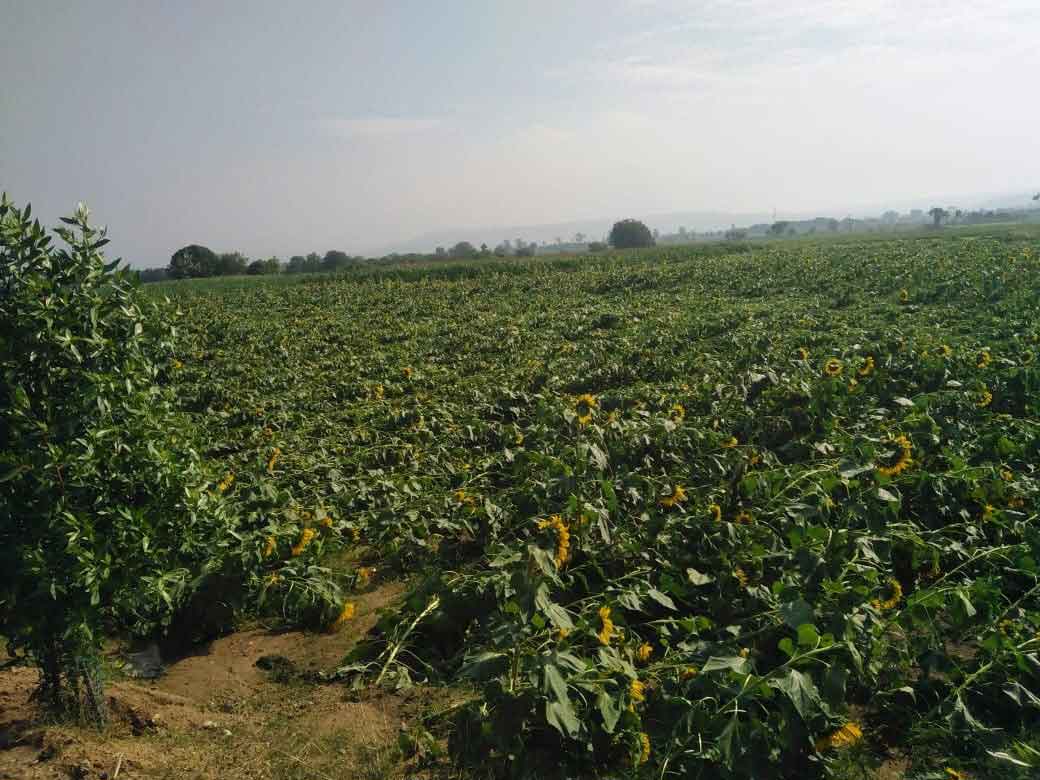 అకాల వర్షం.. ‘ఆరుతడి’కి నష్టం