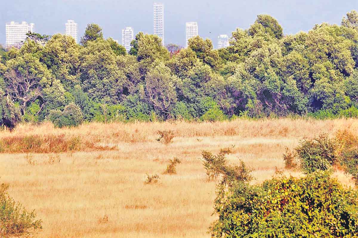 క్రమబద్ధీకరణ హక్కు కాదు