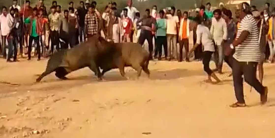 సంక్రాంతికి కోడి పందాలు చూశారు.. మరీ పంది పందాలు చూశారా..?