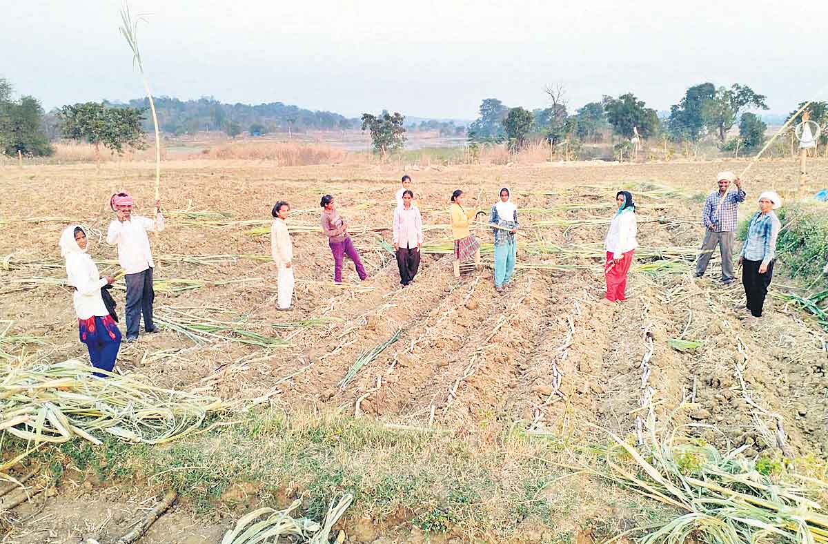లింగంపేటలో చెరుకు సాగు..