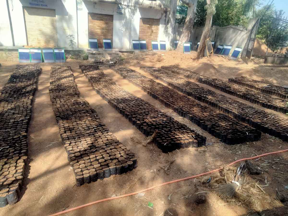 నర్సరీ పనులు శరవేగంగా..