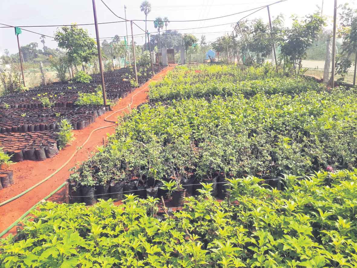 బృహత్‌ పల్లె.. ప్రకృతి వనాల అభివృద్ధి