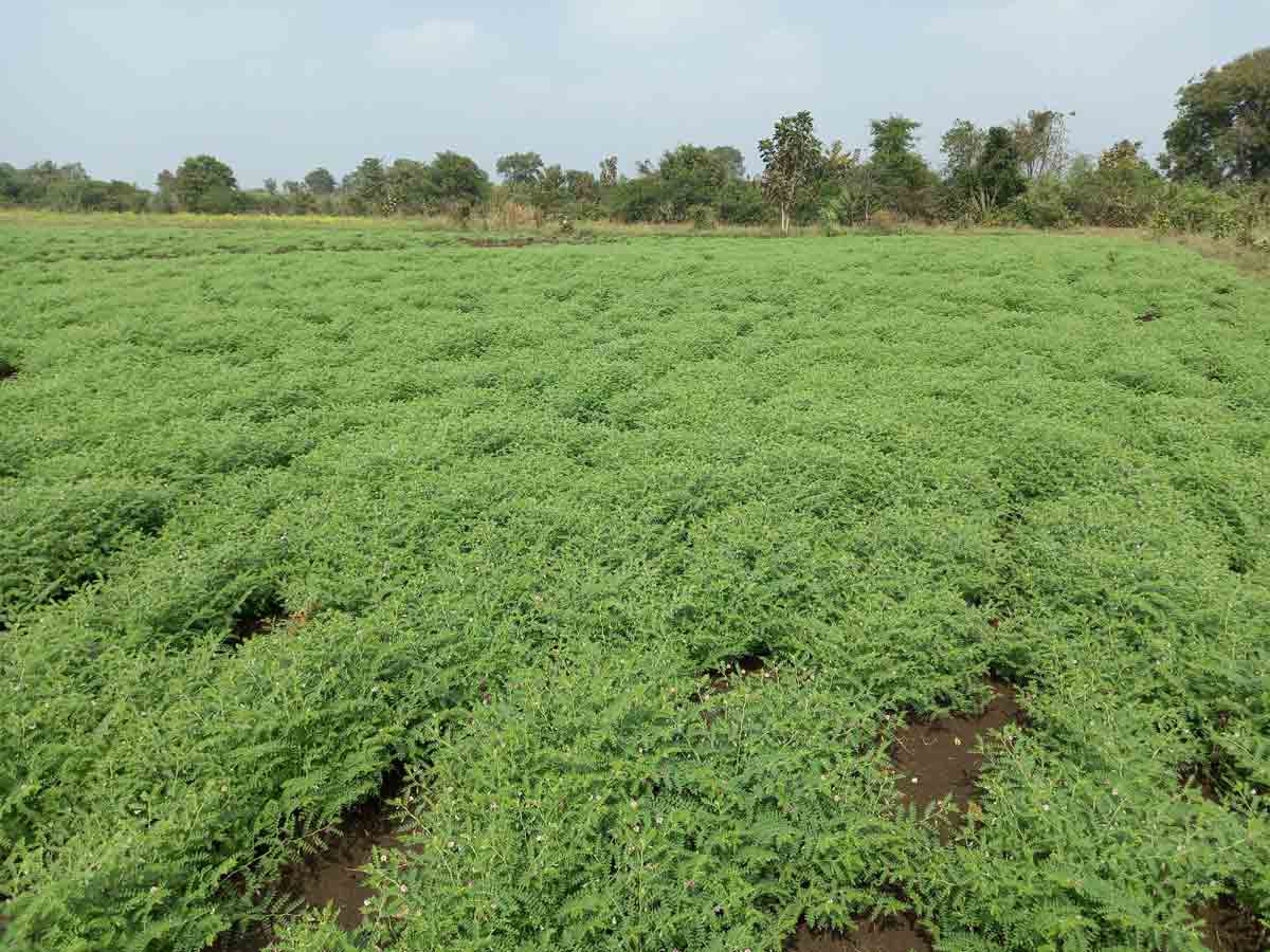 ఆశాజనకంగా యాసంగి పంటలు