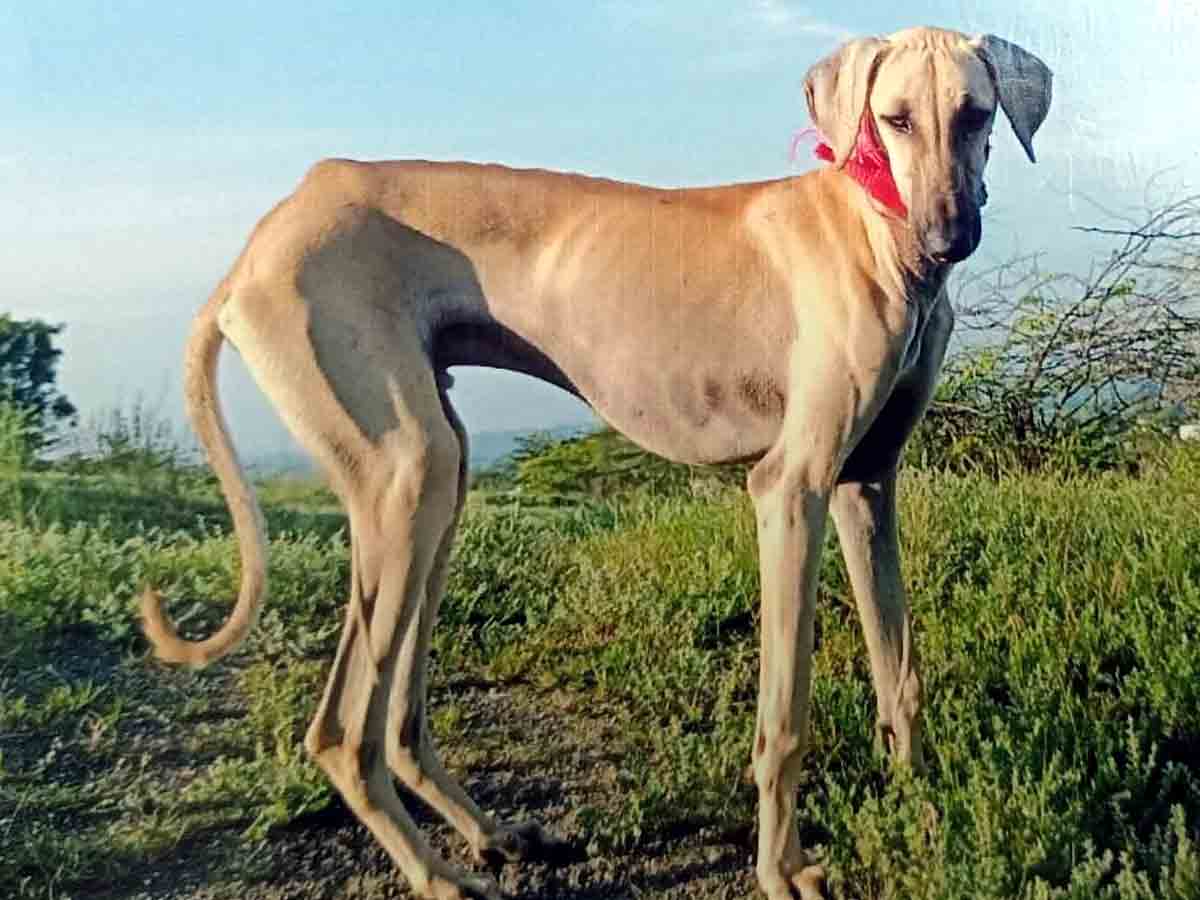 Hyathnagar : రాఖీ ఆచూకీ లభించింది..