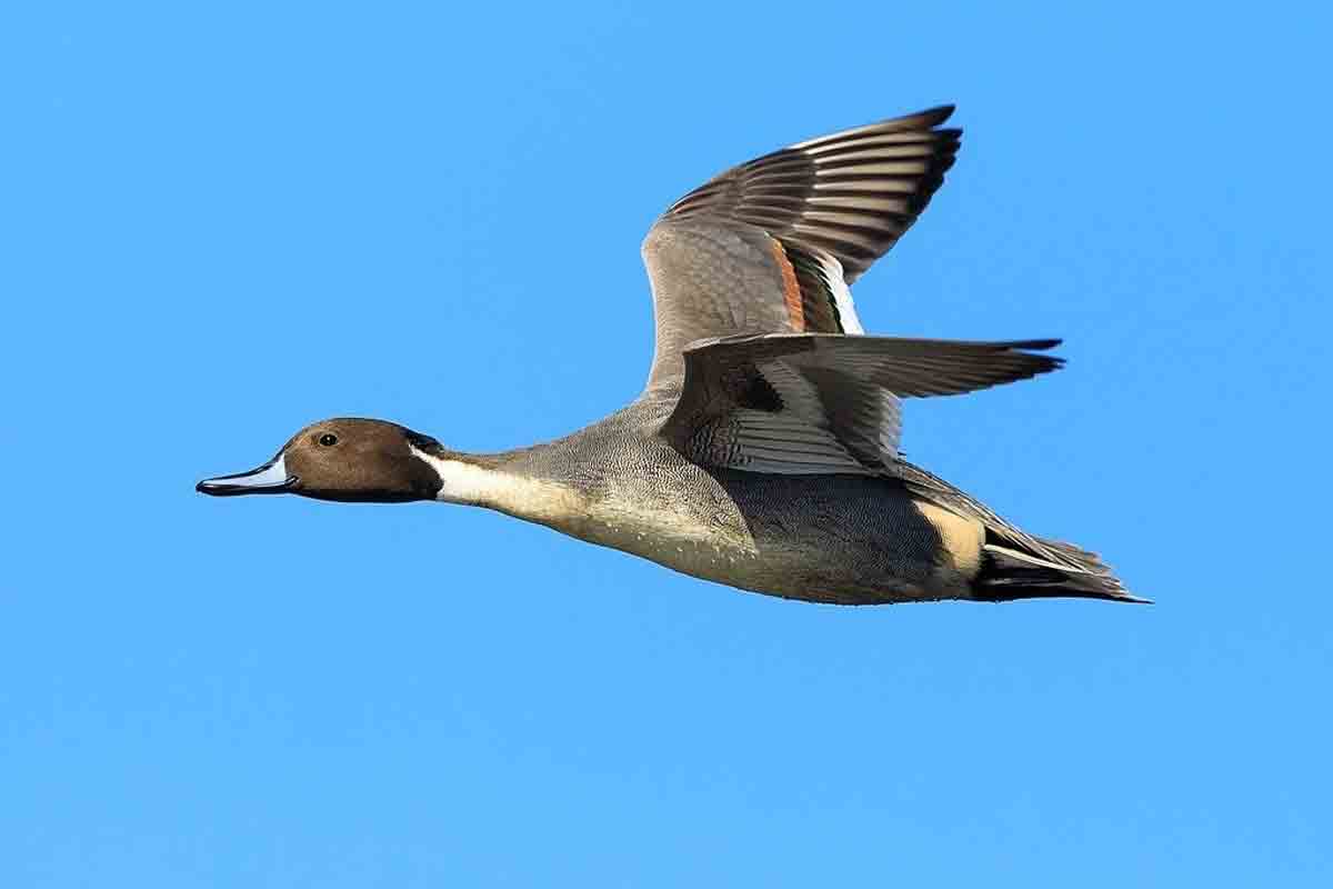 యూరప్‌ నుంచి అకొండపేటకు..