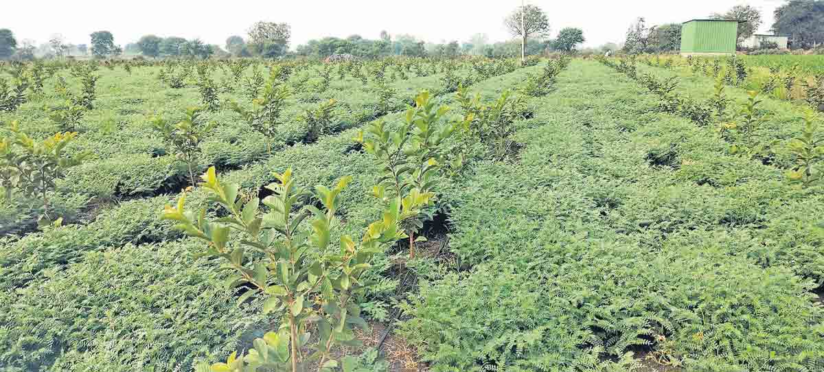 ఆరుతడి పంటతోనే పాయిదా