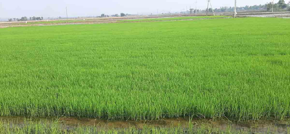 యాసంగి సాగు@ లక్ష ఎకరాలు