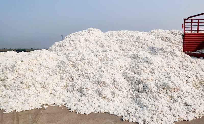 తెల్ల బంగారం అధరహో..