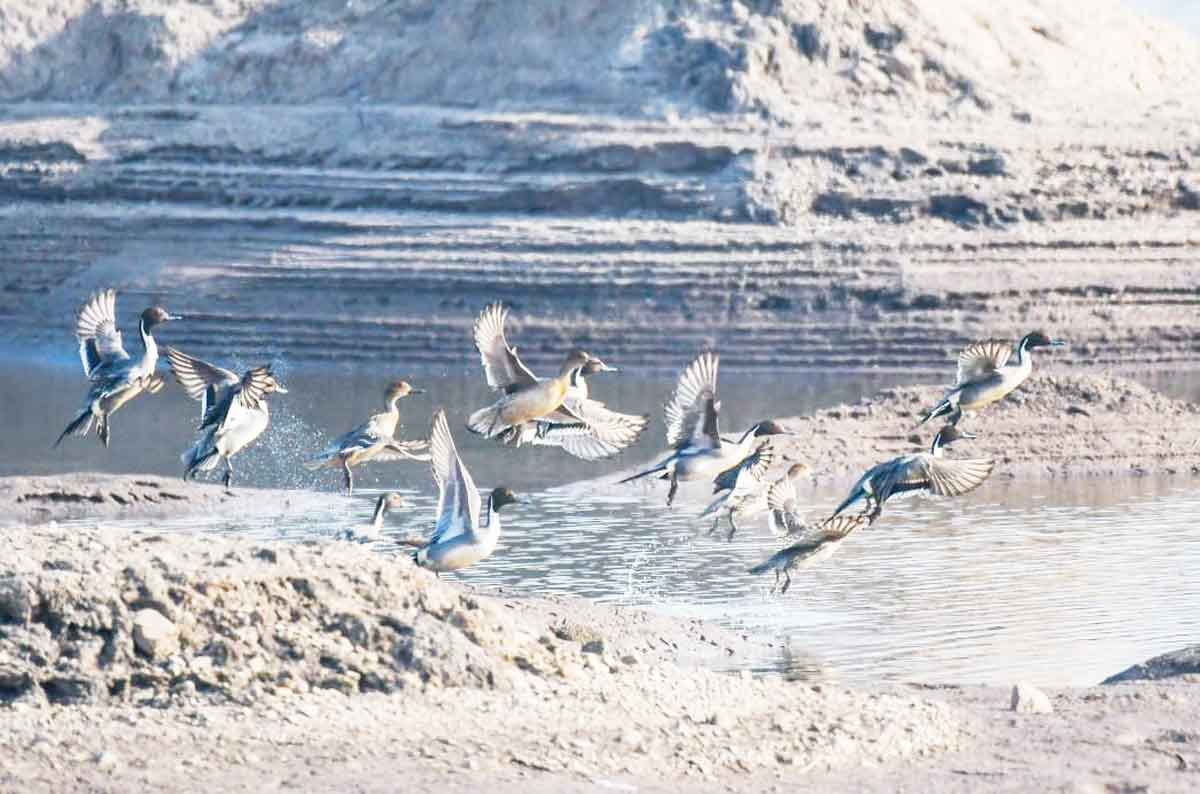 బర్డ్‌ వాక్‌ ఫెస్టివల్‌కు వేళాయె