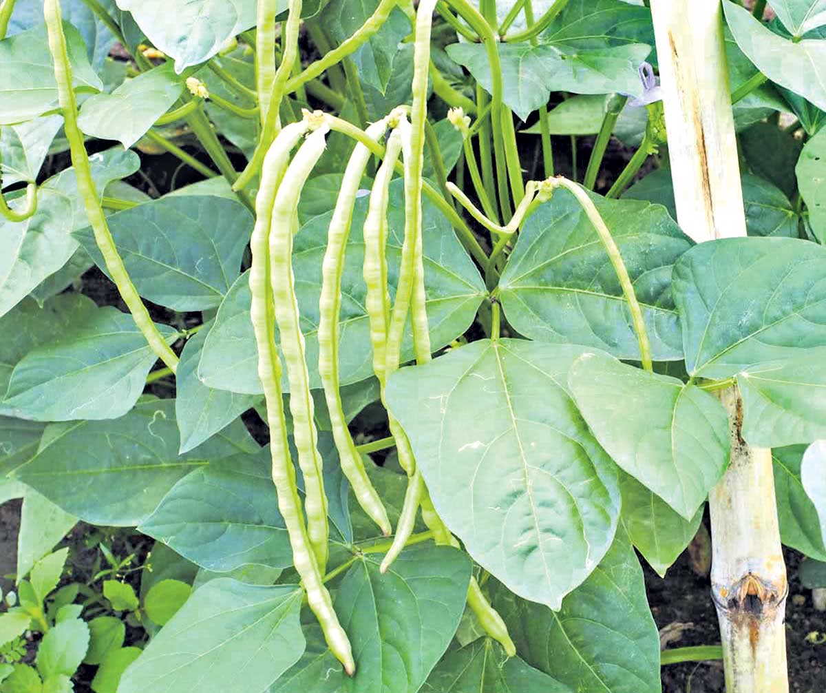 ‘అలసంద’పై అనుమానాలొద్దు!