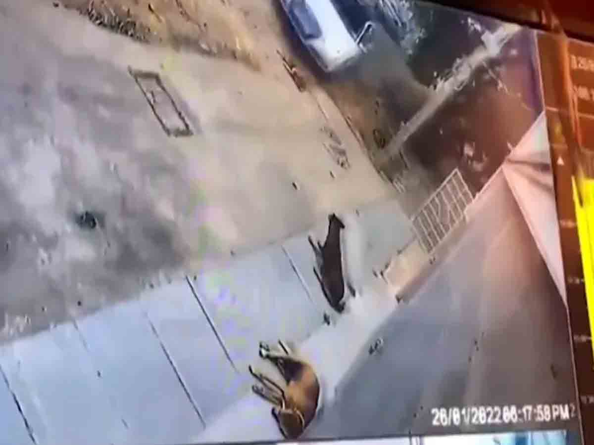 Watch: కావాలనే వీధి కుక్కపైకి దూసుకెళ్లిన ఆడీ కారు… స్థానికుల ఫిర్యాదు