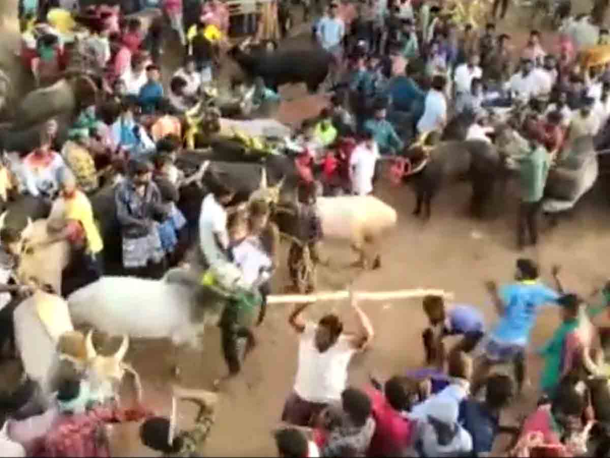 జ‌ల్లిక‌ట్టు సంద‌ర్భంగా ఎద్దుల‌పై క‌ర్ర‌తో దాడి.. నిందితుడిని అరెస్ట్ చేసిన పోలీసులు.. వీడియో