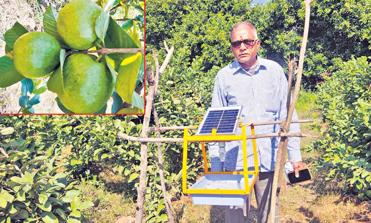 మూడెకరాలు.. ఆరు లక్షలు! ‘తైవాన్‌ జామ’తో భారీ లాభాలు