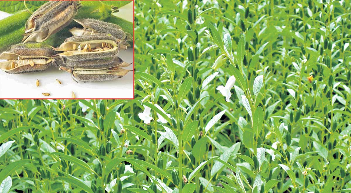 నువ్వులు.. లాభాల నవ్వులు