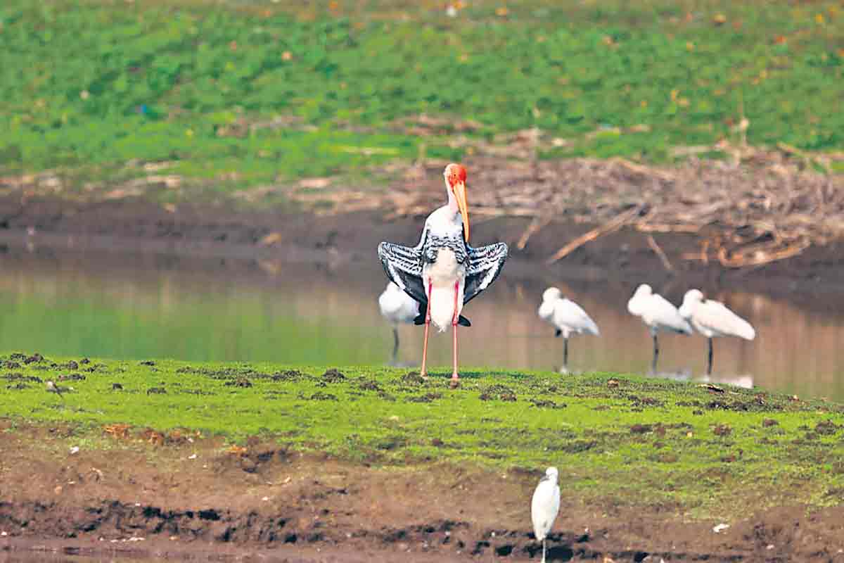 ముగిసిన బర్డ్‌వాక్‌ ఫెస్టివల్‌
