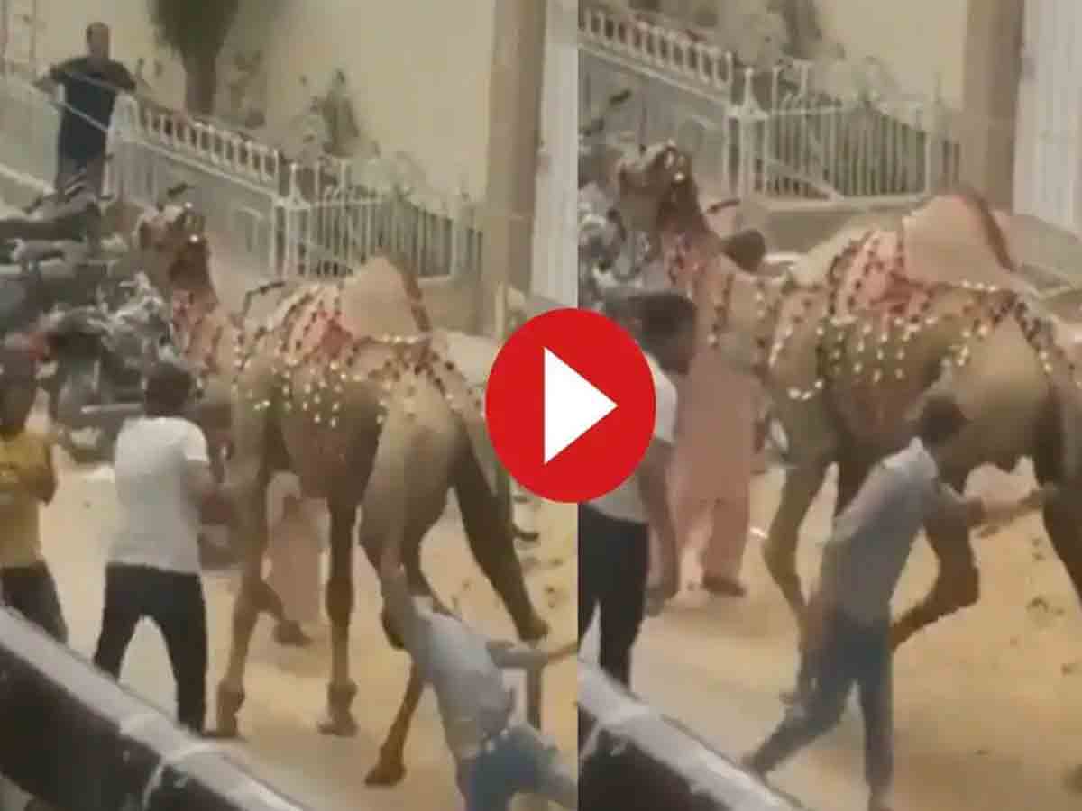 Viral Video: తుంటరి వ్యక్తికి బుద్ధి చెప్పిన ఒంటె.. అది ఏం చేసిందంటే!