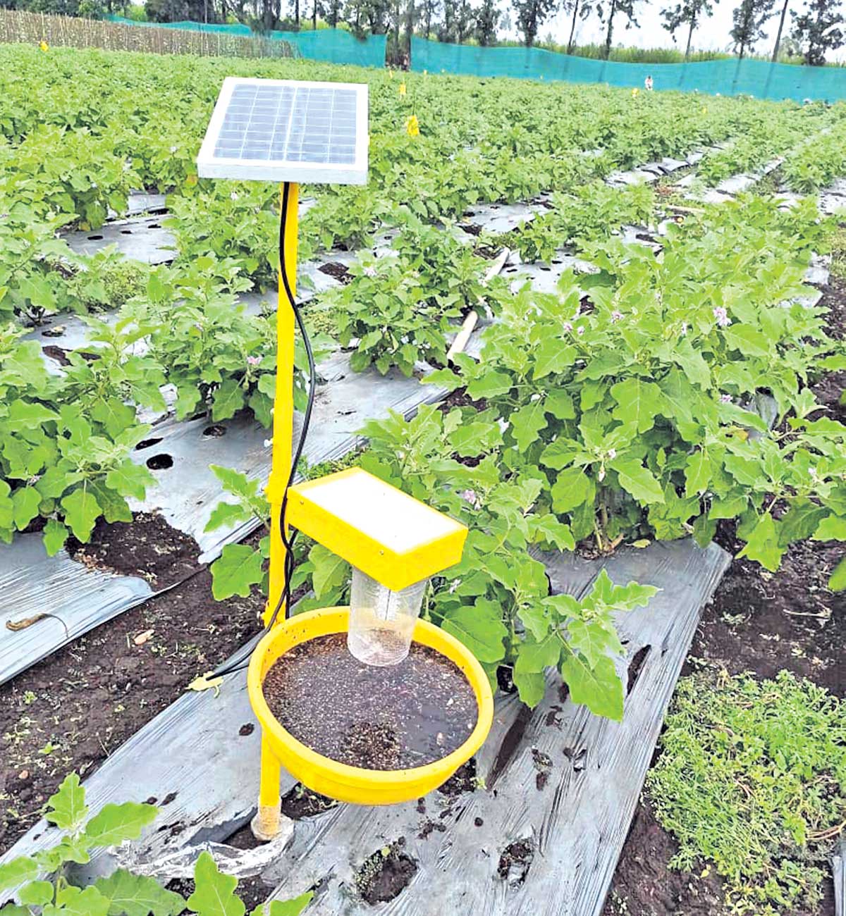 కీటకాలకు చెక్‌.. సోలార్‌ లైట్‌!