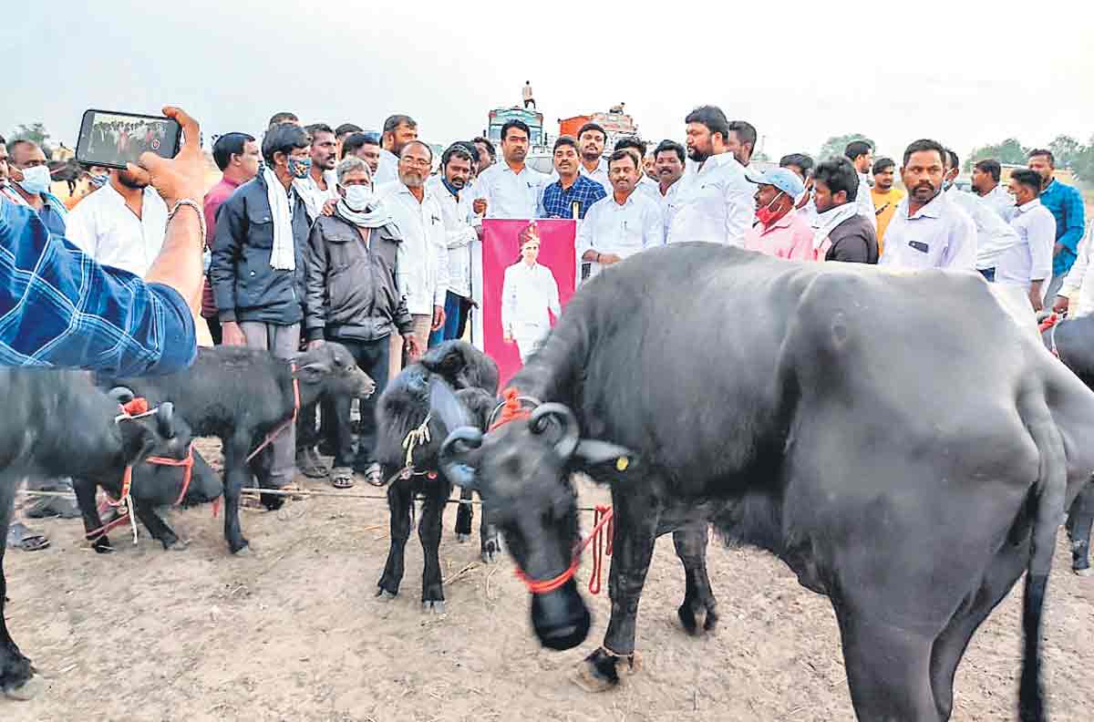 దళితబంధు బర్రెలొచ్చె..