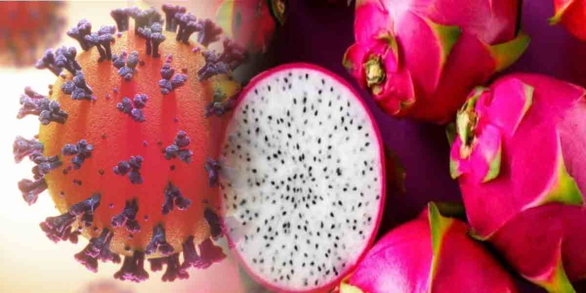 Dragon Fruit | డ్రాగన్‌ ఫ్రూట్‌లో కరోనా.. మార్కెట్ల మూసివేత