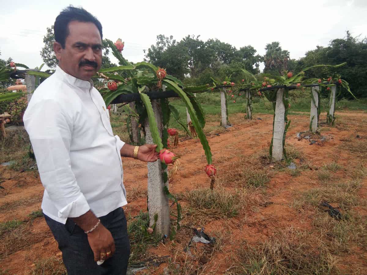 సర్కారీ కొలువు వదిలి సాగులోకి