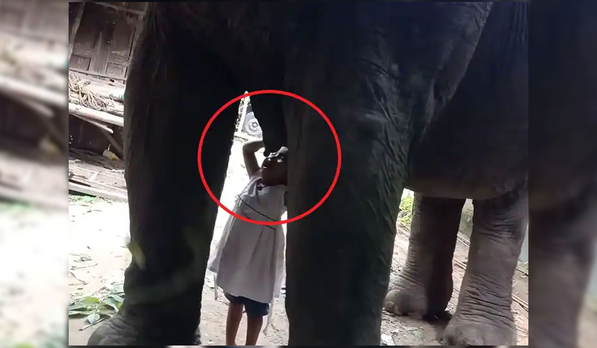 Elephant | ఏనుగు పాలు తాగుతూ కనిపించిన మూడేళ్ల పాప.. ఎక్కడంటే?