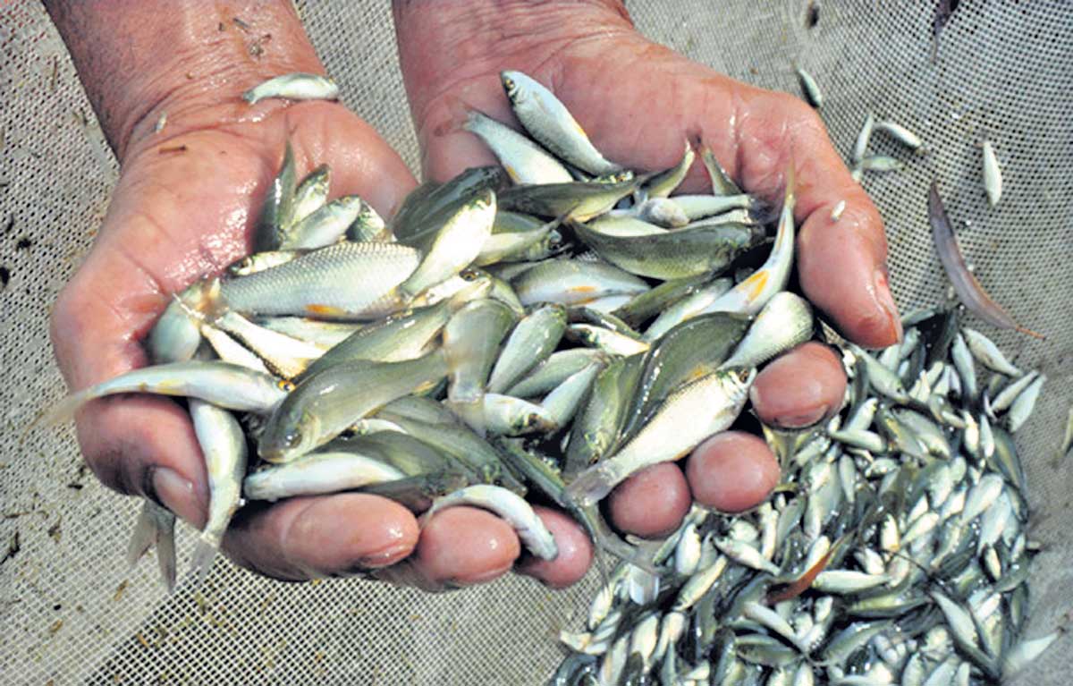 చేపపిల్లల పంపిణీకి సర్వం సిద్ధం