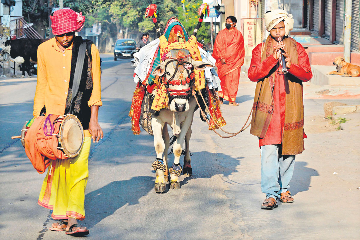 Sankranti Special | గంగిరెద్దులాట‌కు ఎలాంటి గిత్త‌లు కావాలి? వాటిని ఎలా అలంక‌రిస్తారు?