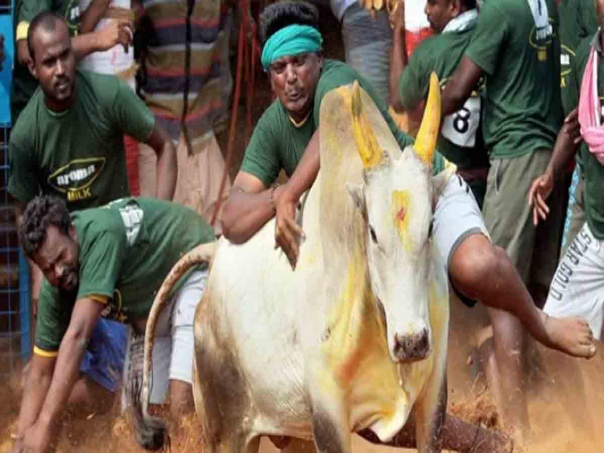 Jallikattu: జ‌ల్లిక‌ట్టుకు ఓకే చెప్పిన సుప్రీంకోర్టు