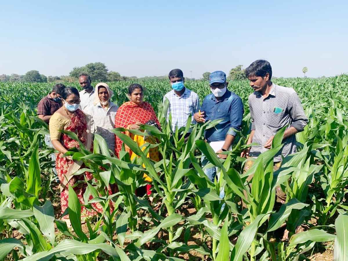 పెసర సాగుతో భూసారం పెంచుకోవచ్చు