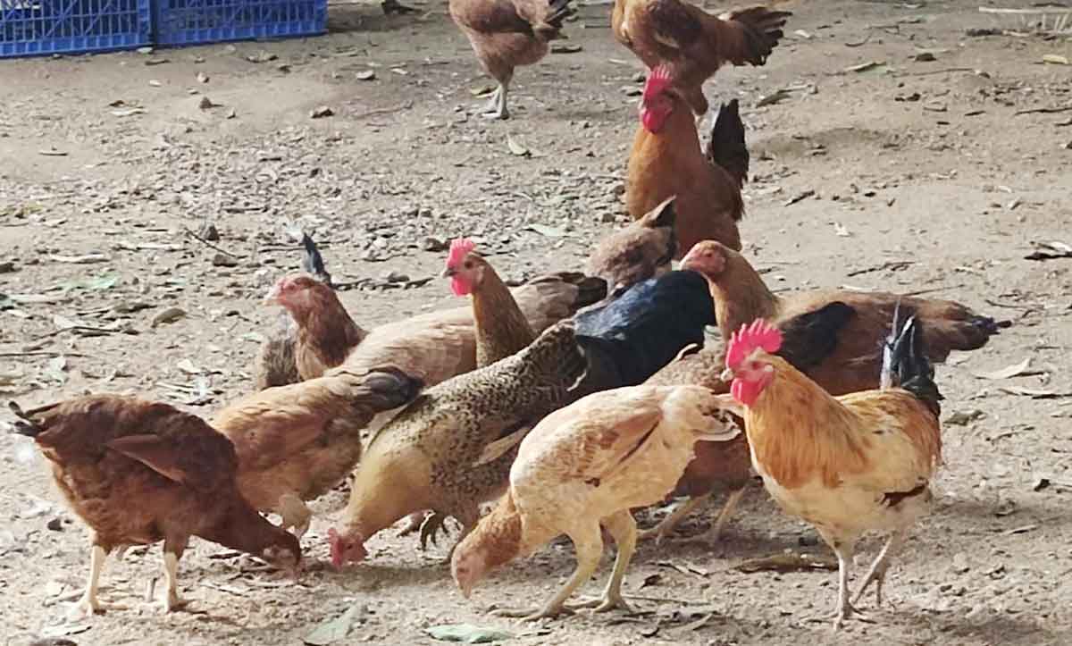 వినూత్న ఆలోచన లక్షల్లో సంపాదన