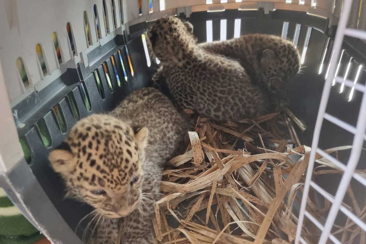 దారిత‌ప్పి గ్రామంలోకి చిరుత కూన‌లు.. త‌ల్లితో క‌లిపే ప‌నిలో అటవీ అధికారులు..!