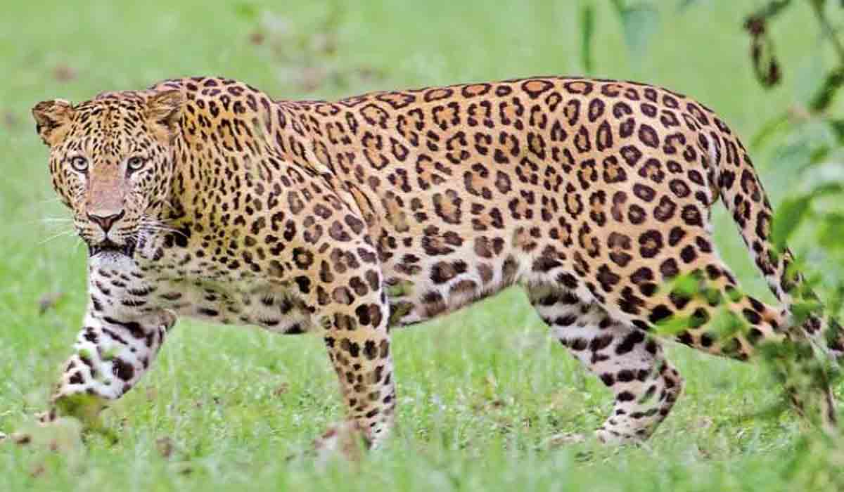 Leopard roamed | తిరుమలలో మరోసారి చిరుతపులి కలకలం