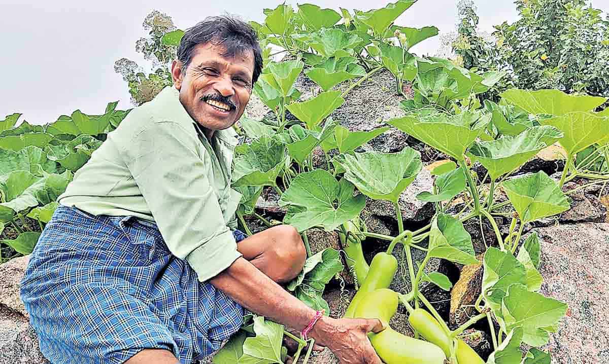 కూరగాయల సాగుతో కుటుంబం బాగు..