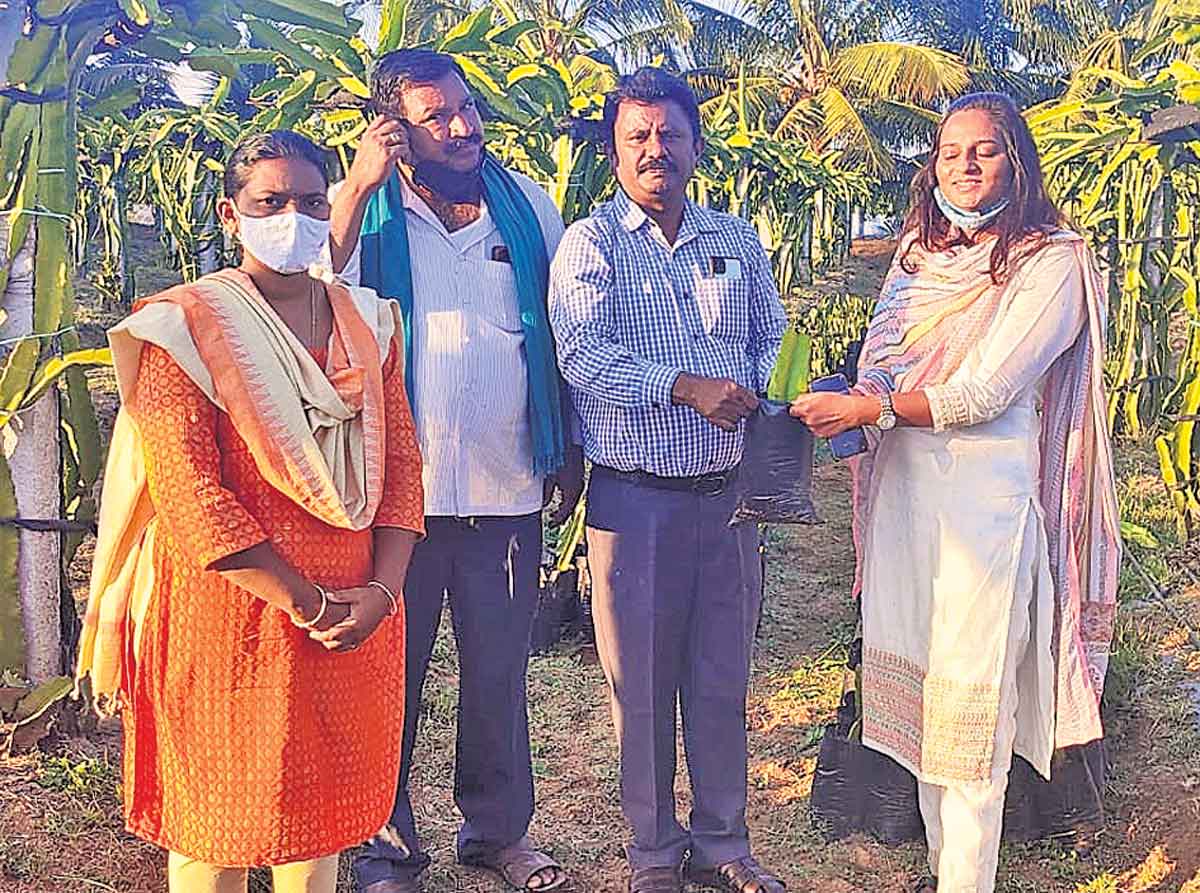 ఉద్యానవన పంటలు పండించాలి