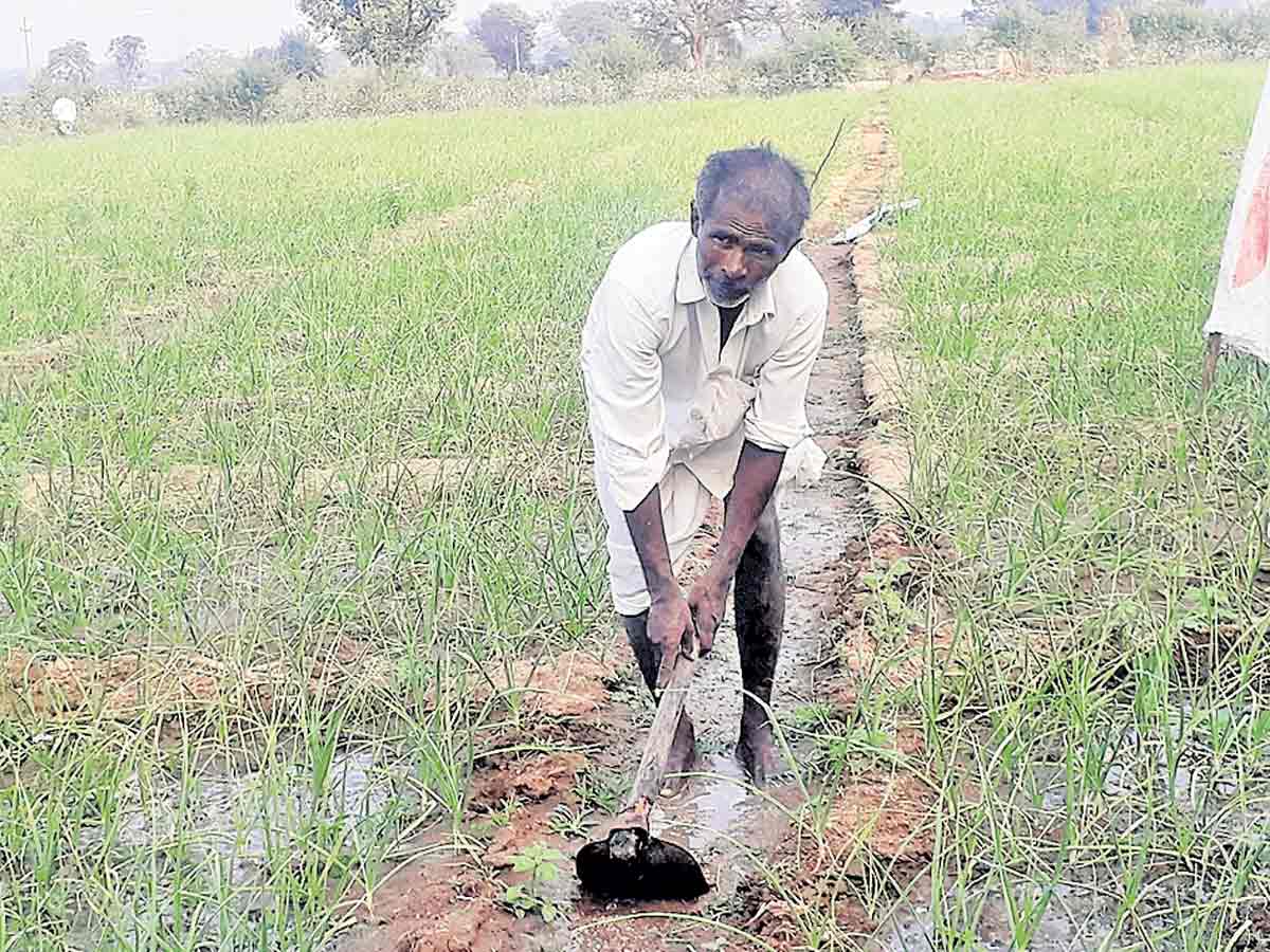 ఎల్లిగడ్డ…లాభాల పంట