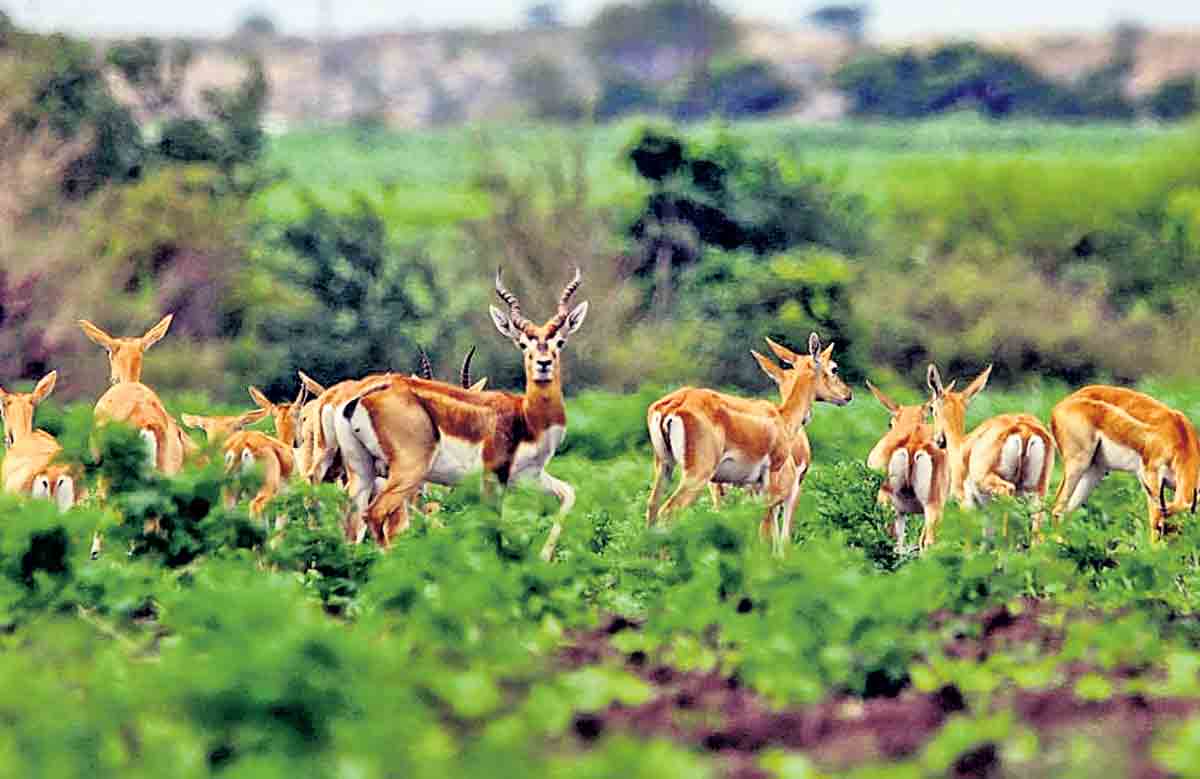 గజ్వేల్‌ ప్రాంతంలో తీరొక్క జీవజాలం